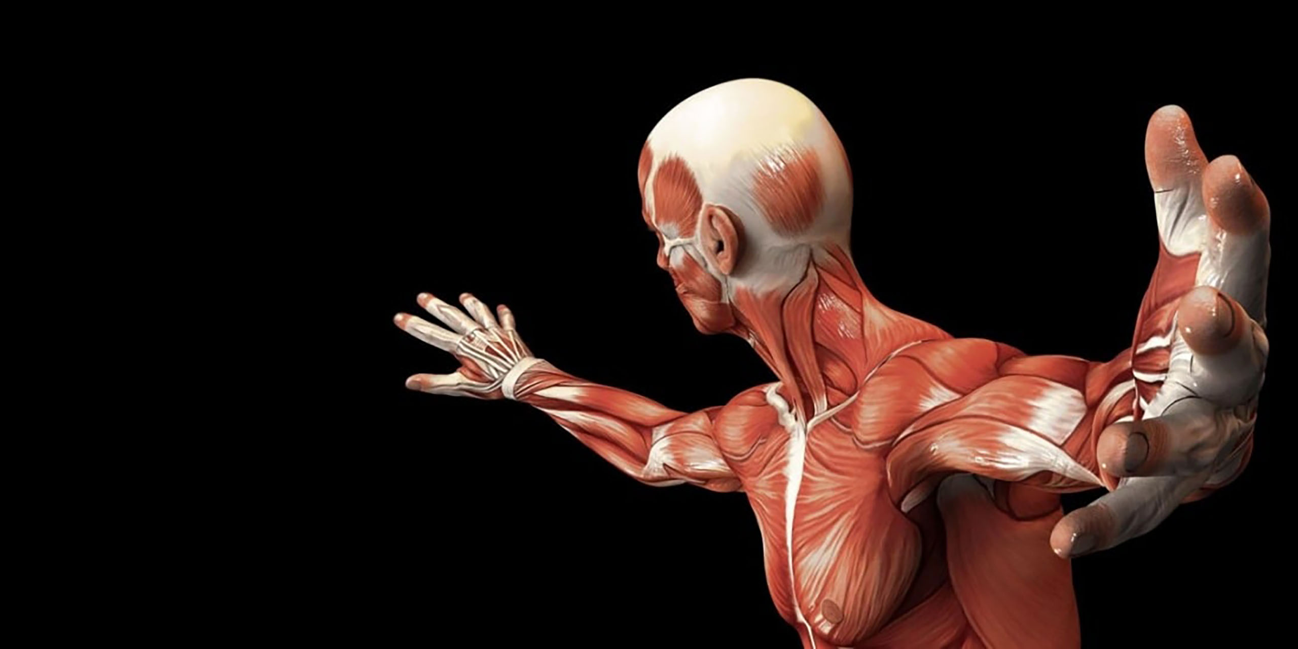 kinesiology_muscle-min